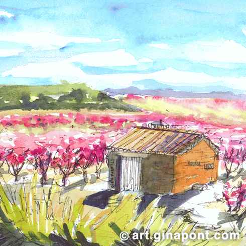 Ilustración en tinta y acuarela de Gina Pont de campos de flor de melocononeros en Aitona.